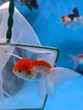 Juvenile Thai Oranda  Red White 3.5 Inch (ID#906To13bpt6-45) Free2Day SHIPPING