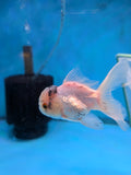 Juvenile Thai Oranda Lemon Head White 3.5 Inch (ID#906To13bpt6-46) Free2Day SHIPPING