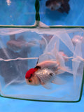 Juvenile Thai Oranda  Red White 4 Inch (ID#906To13bpt6-50) Free2Day SHIPPING