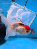 Juvenile Thai Oranda  Red White 4 Inch (ID#906To13bpt6-50) Free2Day SHIPPING