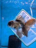 Juvenile Thai Oranda  Panda 4.5 Inch (ID#910To13bpt6-42) Free2Day SHIPPING