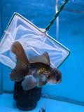 Juvenile Thai Oranda  Panda 4.5 Inch (ID#910To13bpt6-42) Free2Day SHIPPING