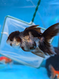 Juvenile Thai Oranda  Panda 3.5 Inch (ID#910To13bpt6-45) Free2Day SHIPPING