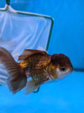 Juvenile Thai Oranda  Panda 4 Inch (ID#910To13bpt6-50) Free2Day SHIPPING