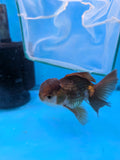 Juvenile Thai Oranda  Panda 4 Inch (ID#910To13bpt6-50) Free2Day SHIPPING