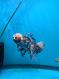 Thai Oranda  Tricolor 6.5 Inch (ID#1008R12c-121) Free2Day SHIPPING