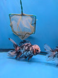 Thai Oranda  Tricolor 6.5 Inch (ID#1008R12c-121) Free2Day SHIPPING