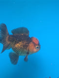 Short Body Thai Oranda  Red Black 4 Inch (ID#927To14a-53) Free2Day SHIPPING