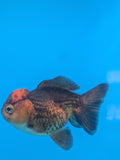 Short Body Thai Oranda  Red Black 4 Inch (ID#927To14a-53) Free2Day SHIPPING