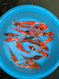 Japanese Koi Gosanke Mix 5-6 Inch (C Grade - Dealer Choice) Free2Day SHIPPING