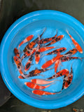 4Pack Japanese Koi Gosanke Mix 5-6 Inch (B Grade- Dealer Choice) Free2Day SHIPPING