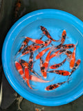 4Pack Japanese Koi Gosanke Mix 5-6 Inch (B Grade- Dealer Choice) Free2Day SHIPPING