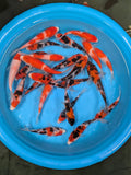 4Pack Japanese Koi Gosanke Mix 5-6 Inch (B Grade- Dealer Choice) Free2Day SHIPPING