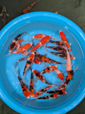 4Pack Japanese Koi Gosanke Mix 5-6 Inch (B Grade- Dealer Choice) Free2Day SHIPPING