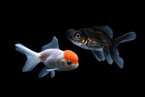 2Pack Baby Red Cap Oranda/ Black Moor 2 Inch (Assorted) Free2Day SHIPPING