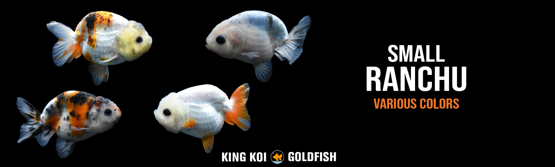 Fish vs a base. the power of goldfish!
