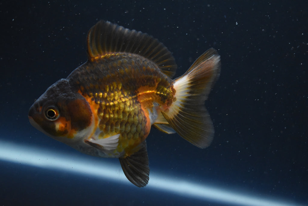 Repashy Super Gold – King Koi and Goldfish