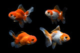 Baby Thai Oranda Red White 2-3 Inch (Assorted) (Lot1c) Free2Day SHIPPING