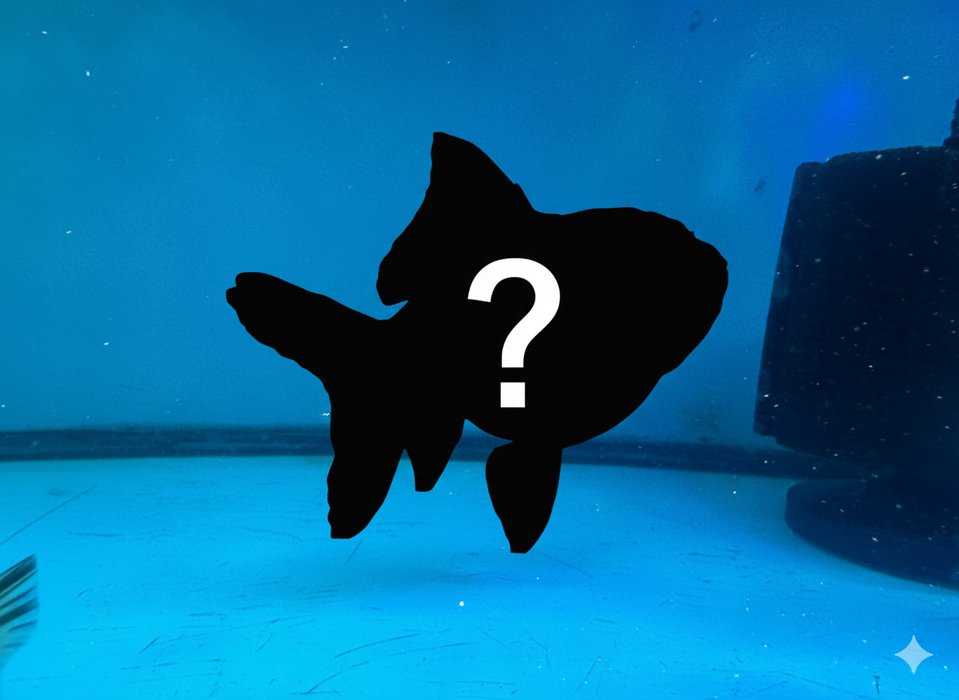 MYSTERY Juvenile Thai Oranda Panda/Tricolor 3-4 Inch (Assorted) Free2Day SHIPPING