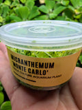 Micranthemum 'Monte Carlo' (Tissue Culture)