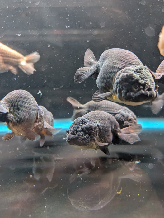 Ranchu Black/Bronze 3-4 Inch (Assorted) Free2Day SHIPPING