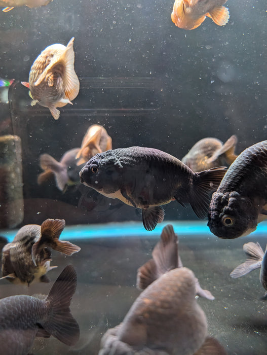 Ranchu Black/Bronze 3-4 Inch (Assorted) Free2Day SHIPPING
