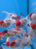 Baby Red Cap Oranda 2.5 Inch (Assorted) (Tank7c) Free2Day SHIPPING
