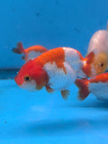 Juvenile Ranchu Red White 3 Inch (Assorted) Free2Day SHIPPING