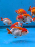Juvenile Ranchu Red White 3 Inch (Assorted) Free2Day SHIPPING