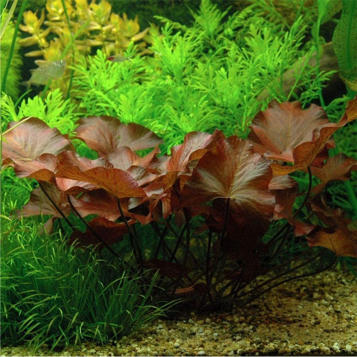 Nymphaea Stellata 'Dwarf Aquarium Lily' (Bulb) — King Koi and Goldfish