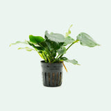 Anubias Nana Thick Leaf (Pot)