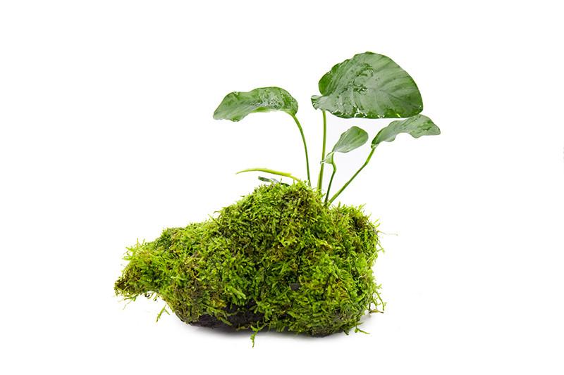 Christmas Moss and Anubias Nana on Driftwood