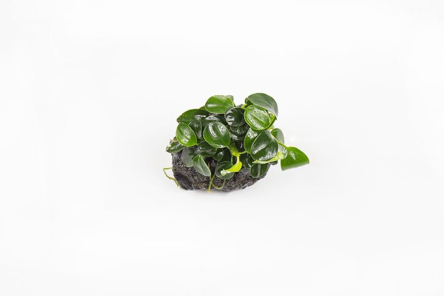 Anubias Nana Petite (Pot)