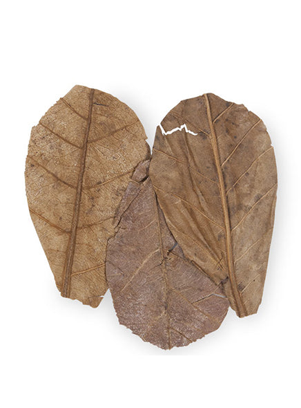 CaribSea Betta Leaf - Indian Almond Leaf