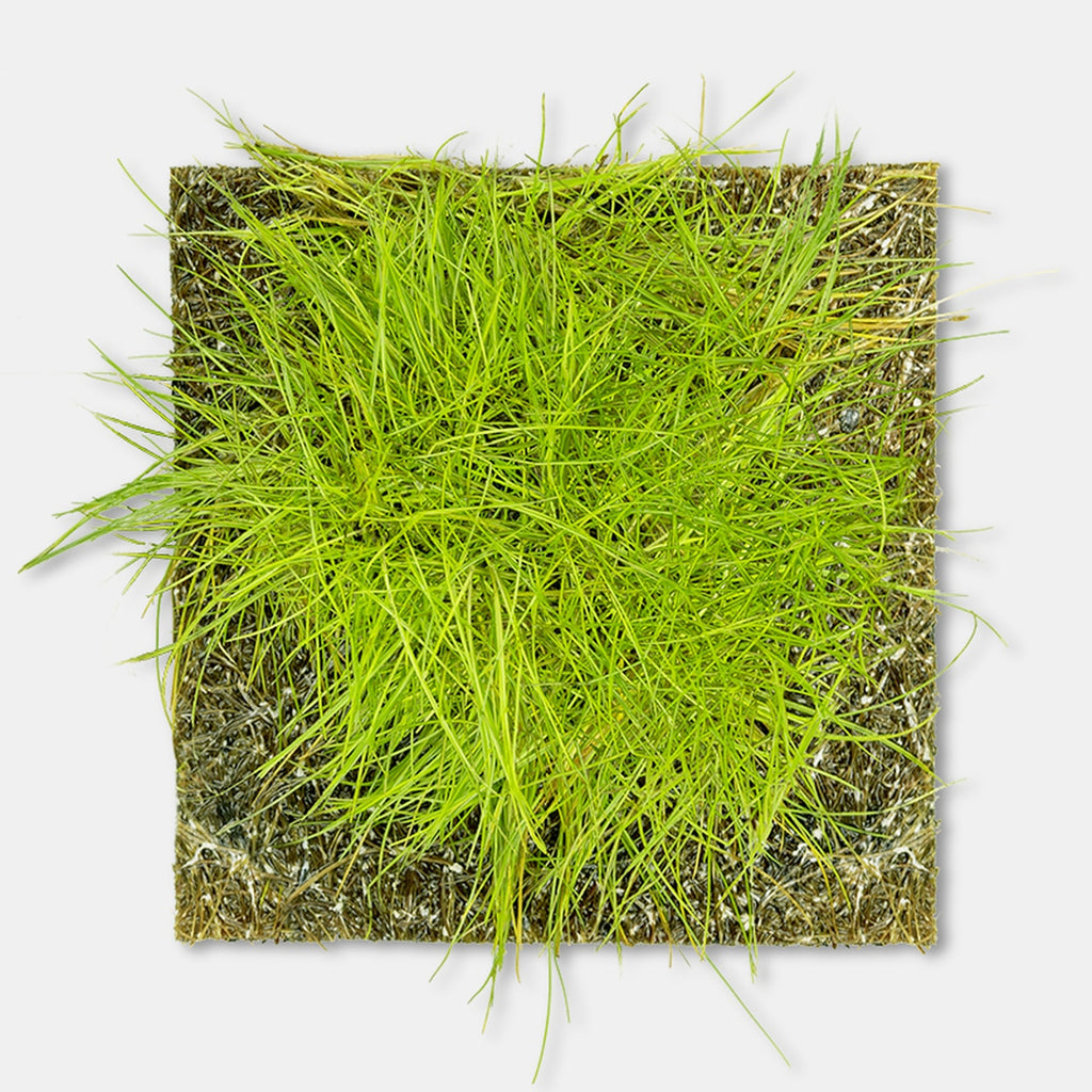 Dwarf Hairgrass (Tissue Culture)