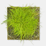 Dwarf Hairgrass (Tissue Culture)
