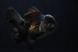 Thai Oranda Black/Mixed Color 4.5-5.5 Inch (Assorted) Free2Day SHIPPING