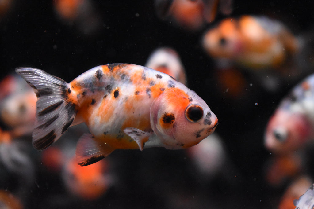 Baby Thai Ranchu Calico  2 Inch (Assorted) (12c) Free2Day SHIPPING