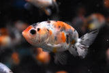 Baby Thai Ranchu Calico  2 Inch (Assorted) (12c) Free2Day SHIPPING