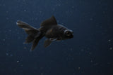 Baby Black Moor 2 Inch (Assorted) Free2Day SHIPPING