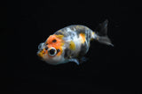 Baby Ranchu Calico  2.5-3 Inch (Assorted) (Lot9c) Free2Day SHIPPING