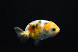 Baby Ranchu Calico  2.5-3 Inch (Assorted) (Lot9c) Free2Day SHIPPING