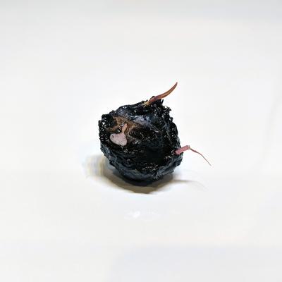 Nymphaea Stellata 'Dwarf Aquarium Lily' (Bulb)