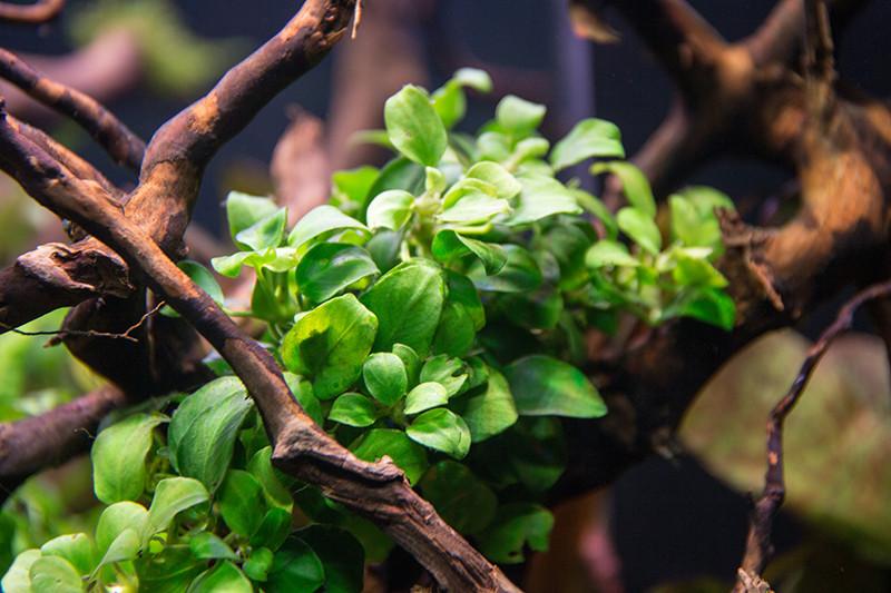 Anubias Nana Petite (Pot)