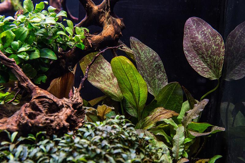 Anubias Nana Petite (Pot)