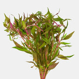 Alternanthera Plant Pack  Free2Day SHIPPING