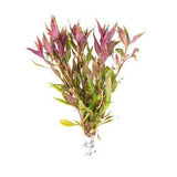 Alternanthera Plant Pack  Free2Day SHIPPING