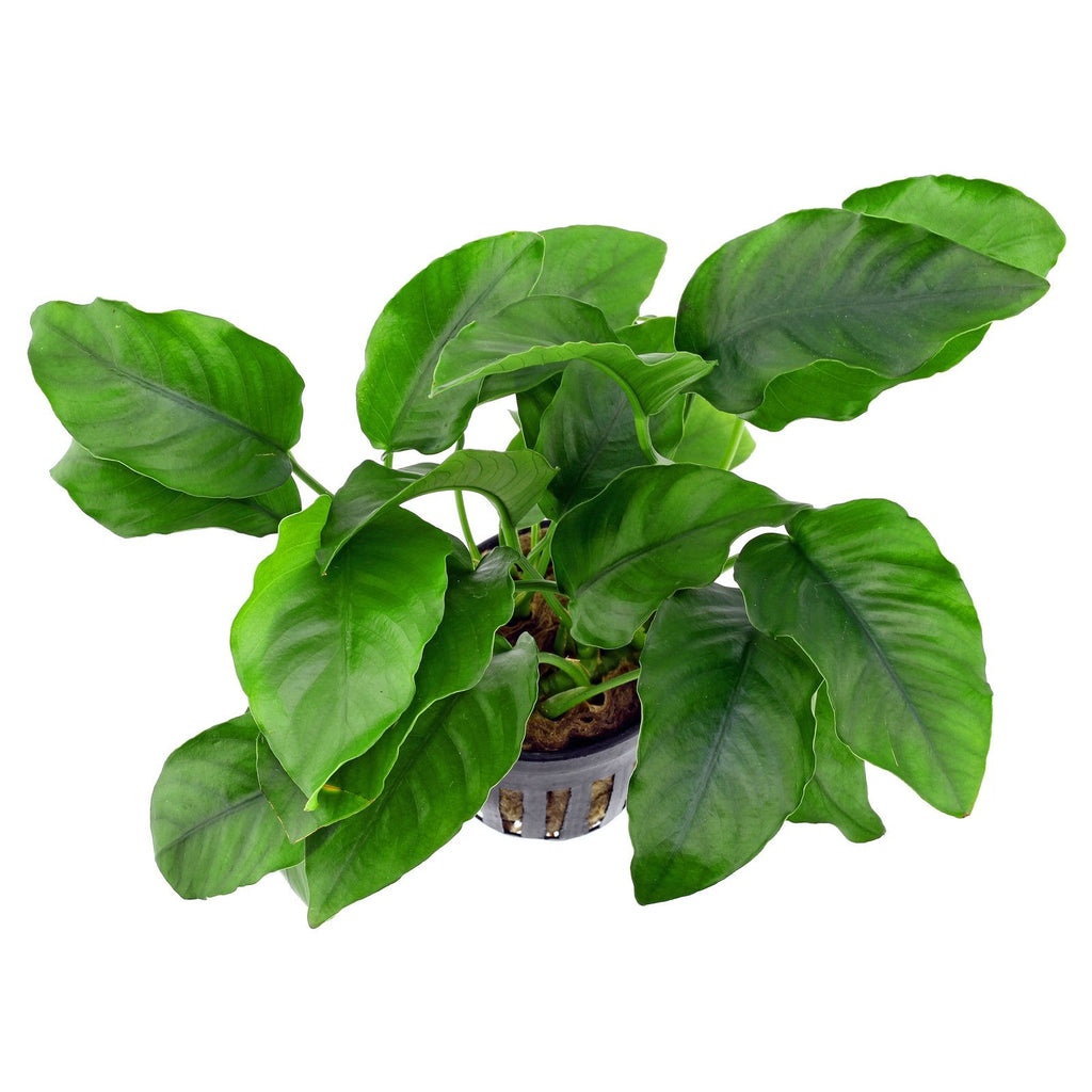 Anubias Plant Pack  Free2Day SHIPPING