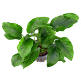 Anubias Plant Pack  Free2Day SHIPPING