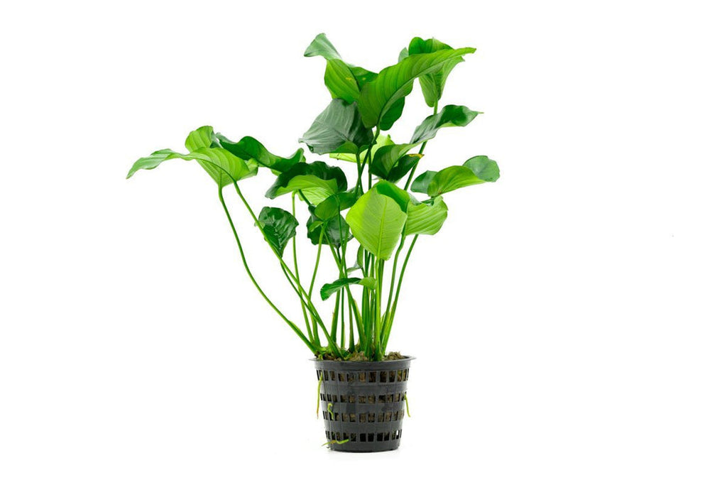 Anubias Barteri Mother Pot (IN-STORE PICKUP ONLY)